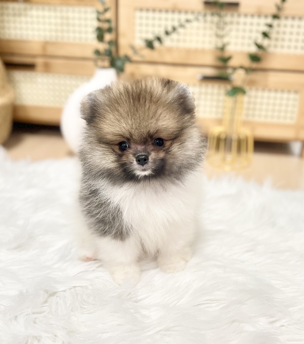 ปอมเมอเรเนีย ช น่ารัก ขนแน่น