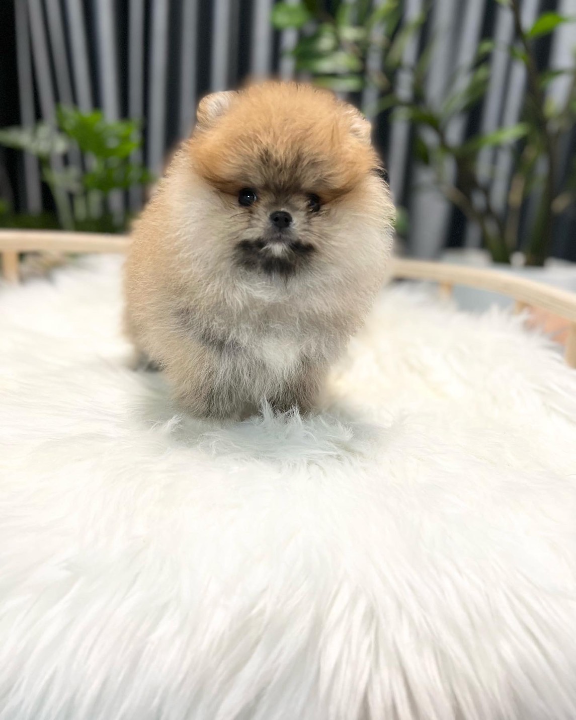 หมาปอมหน้าหมีสีส้ม ฟาร์มปอมเพาะเอง หมาสวยงามสวยถูกใจ