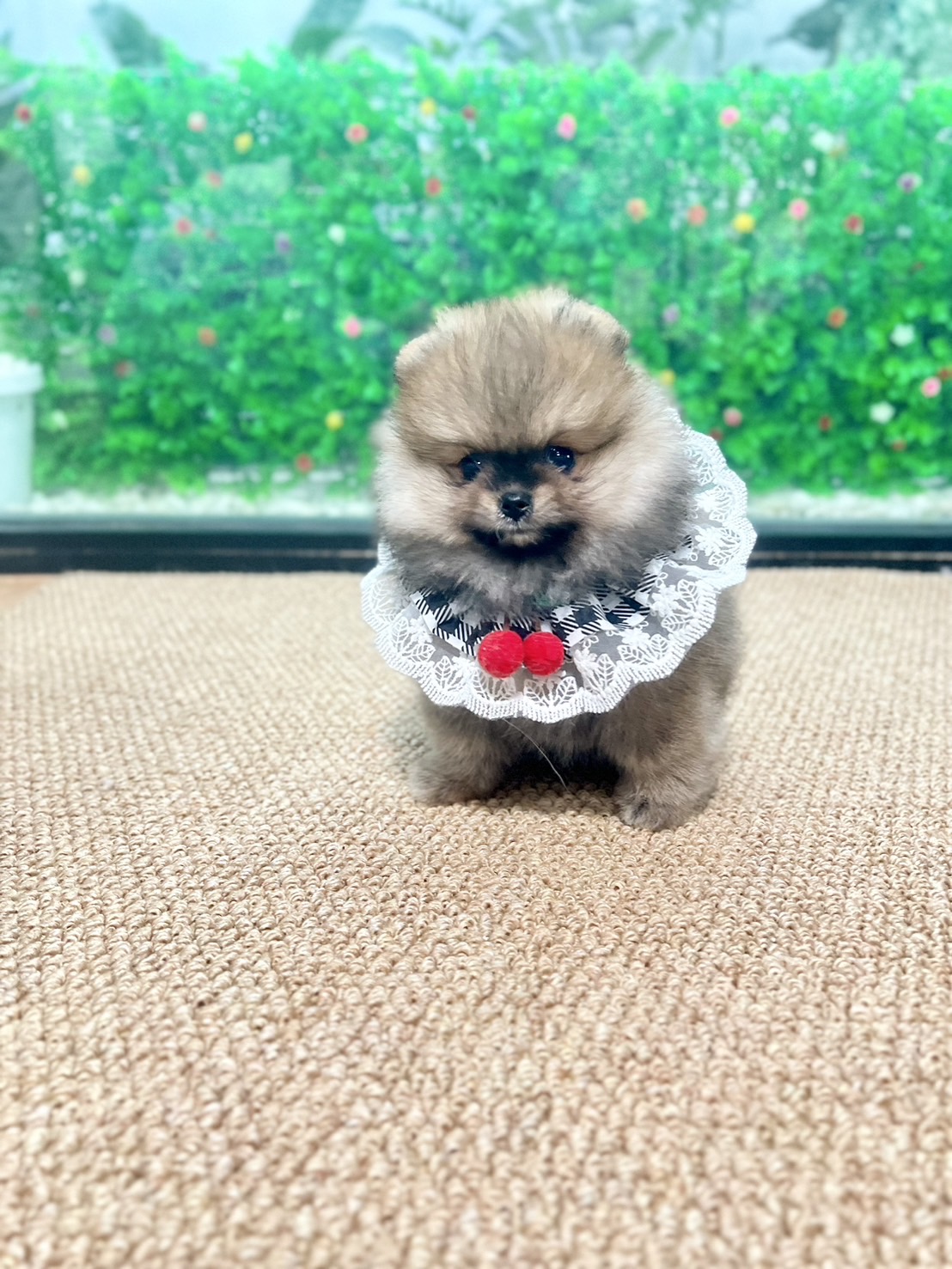 ปอมสีส้มเพศเมีย