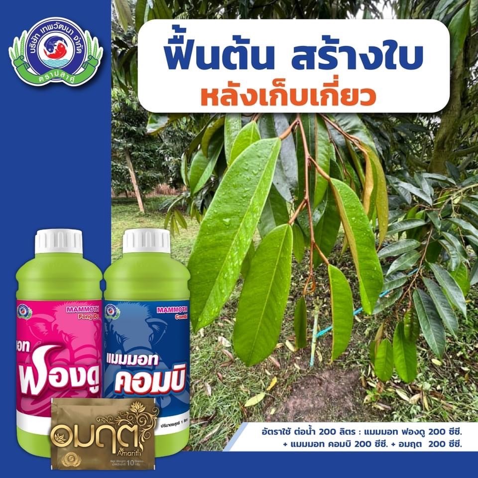 ชุดฟื้นต้น สร้างใบหลังเก็บเกี่ยว แมมมอท ฟองดู+แมมมอท คอมบิ+อมฤต ( โมลิบดินัม )