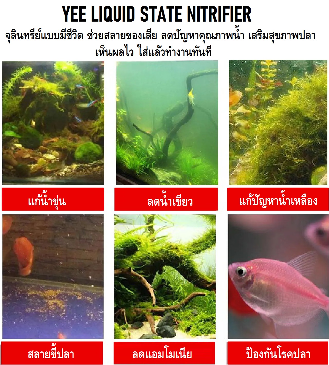 YEE LIQUID STATE NITRIFIER 650ml.(จุลินทรีย์สดแบบมีชีวิต สลายของเสีย ขี้ปลา ลดปัญหาคุณภาพน้ำ ปกป้องสุขภาพปลา เห็นผลไว)