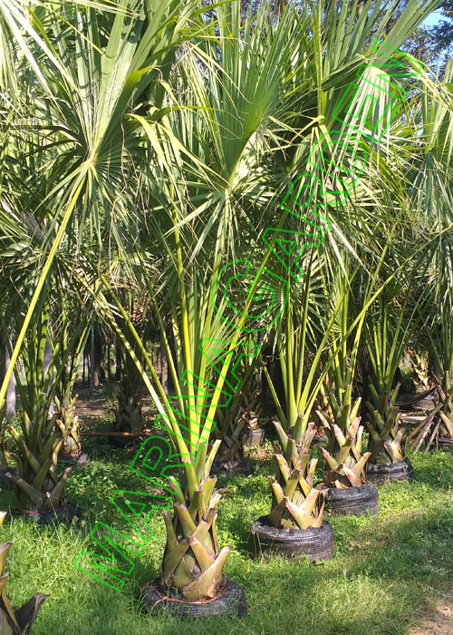 Sabal palmetto (Sabal Palm)