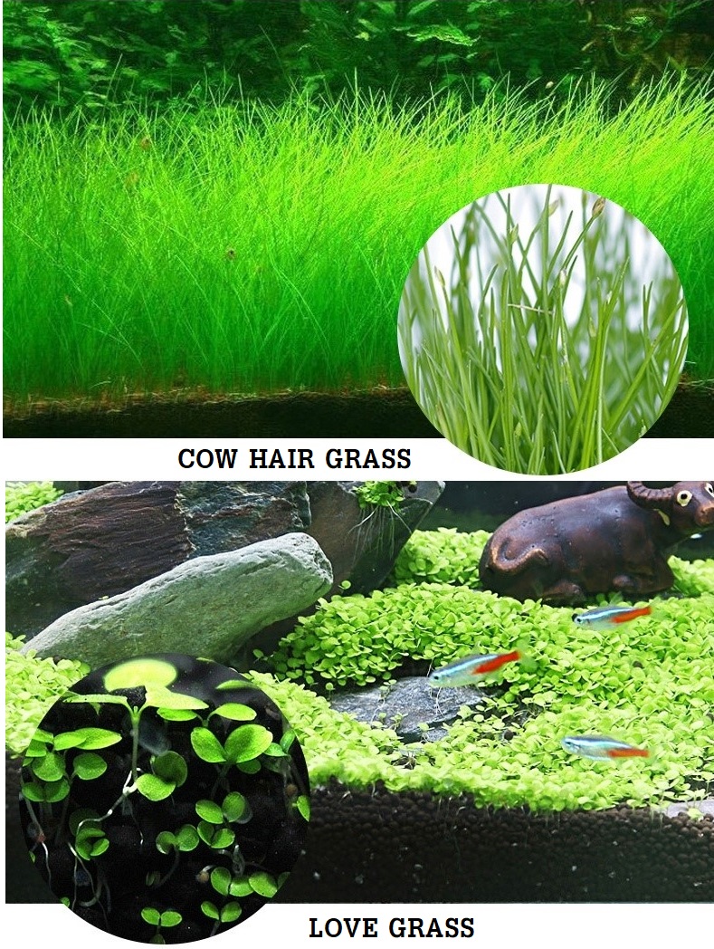 Nepall Aquatic Plant SET ชุดปลูกไม้น้ำ ดินและเมล็ดพันธุ์ไม้น้ำ ปลูกง่าย สร้างระบบนิเวศธรรมชาติในตู้ปลา