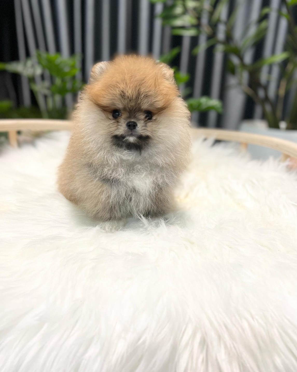 หมาปอมหน้าหมีสีส้ม ฟาร์มปอมเพาะเอง หมาสวยงามสวยถูกใจ