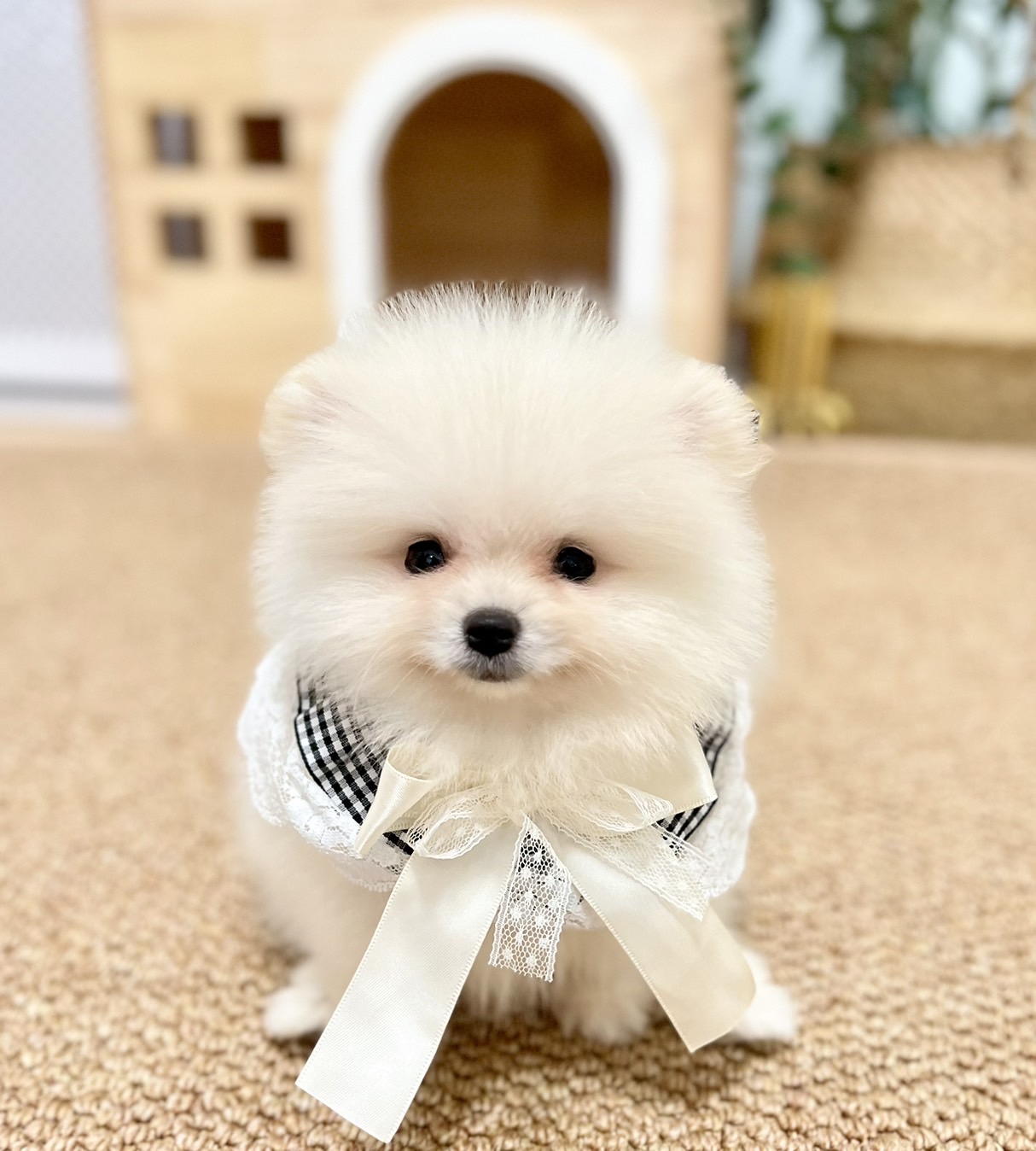 ปอมแท้ตัวผู้สีขาวครีม ขายหมาปอมหน้าหมี