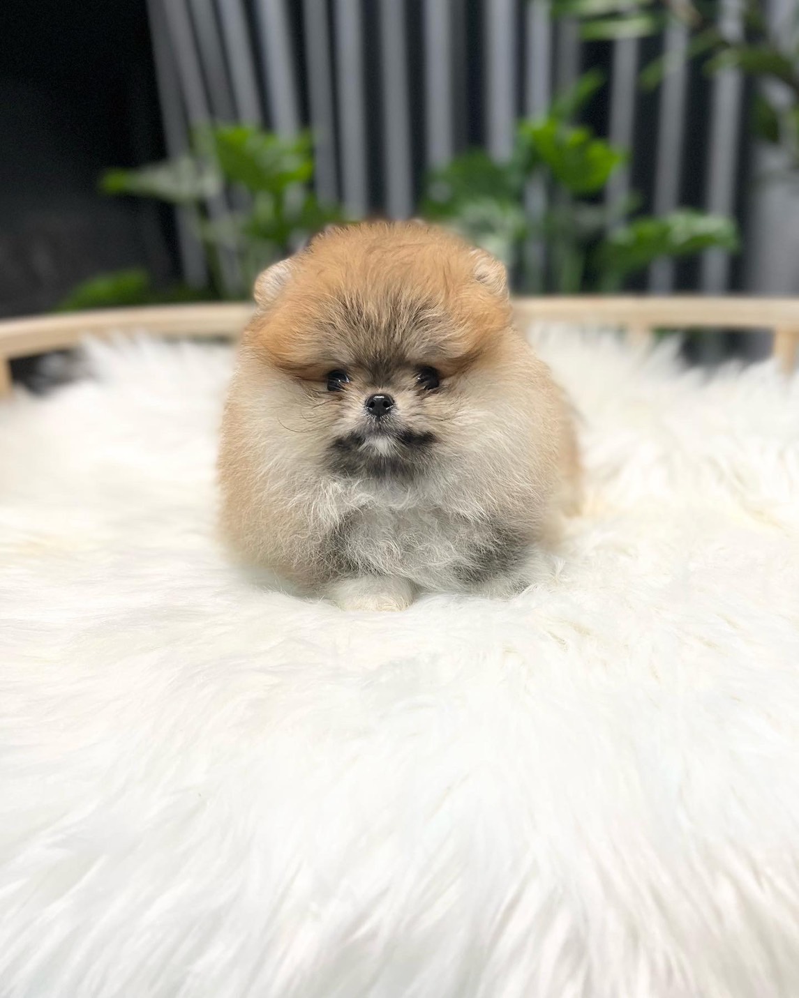 หมาปอมหน้าหมีสีส้ม ฟาร์มปอมเพาะเอง หมาสวยงามสวยถูกใจ