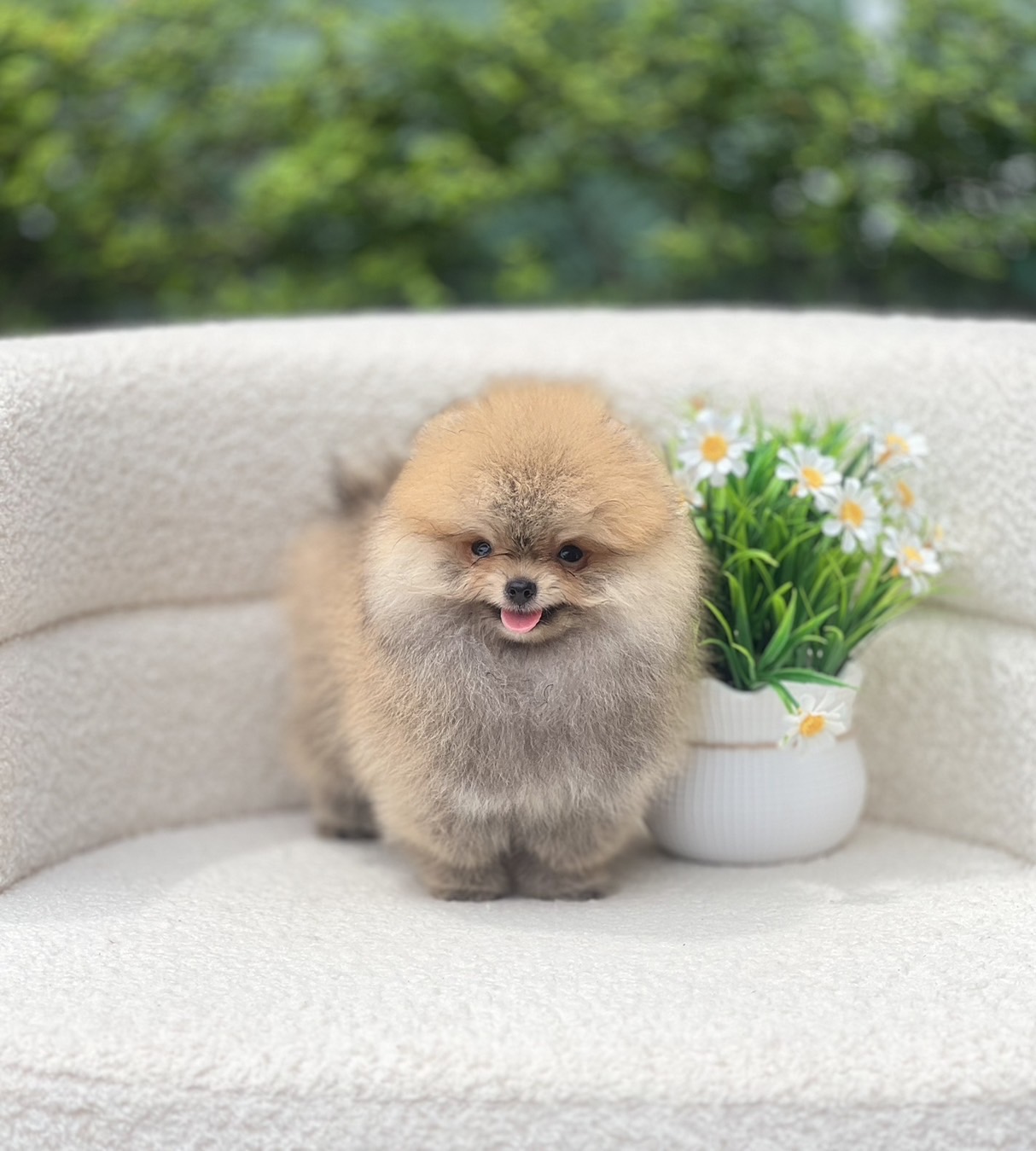 หมาปอมตัวผู้จิ๋ว หน้าหมีหุ่นดี ตัวนี้โตมาหล่อแน่นอน