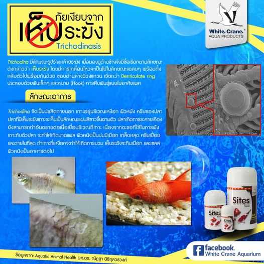 Sites (ไซเตส) (กำจัดเห็บ หนอนสมอ ปลิงใส พยาธิภายนอก โปรโตซัว)