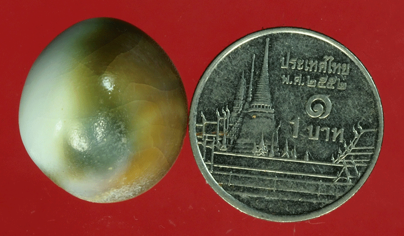 B2666 คดหอยโบราณ เป็นของสะสม 17