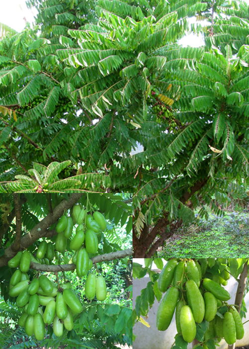BILIMBI FRUIT (Averrhoa bilimbi)