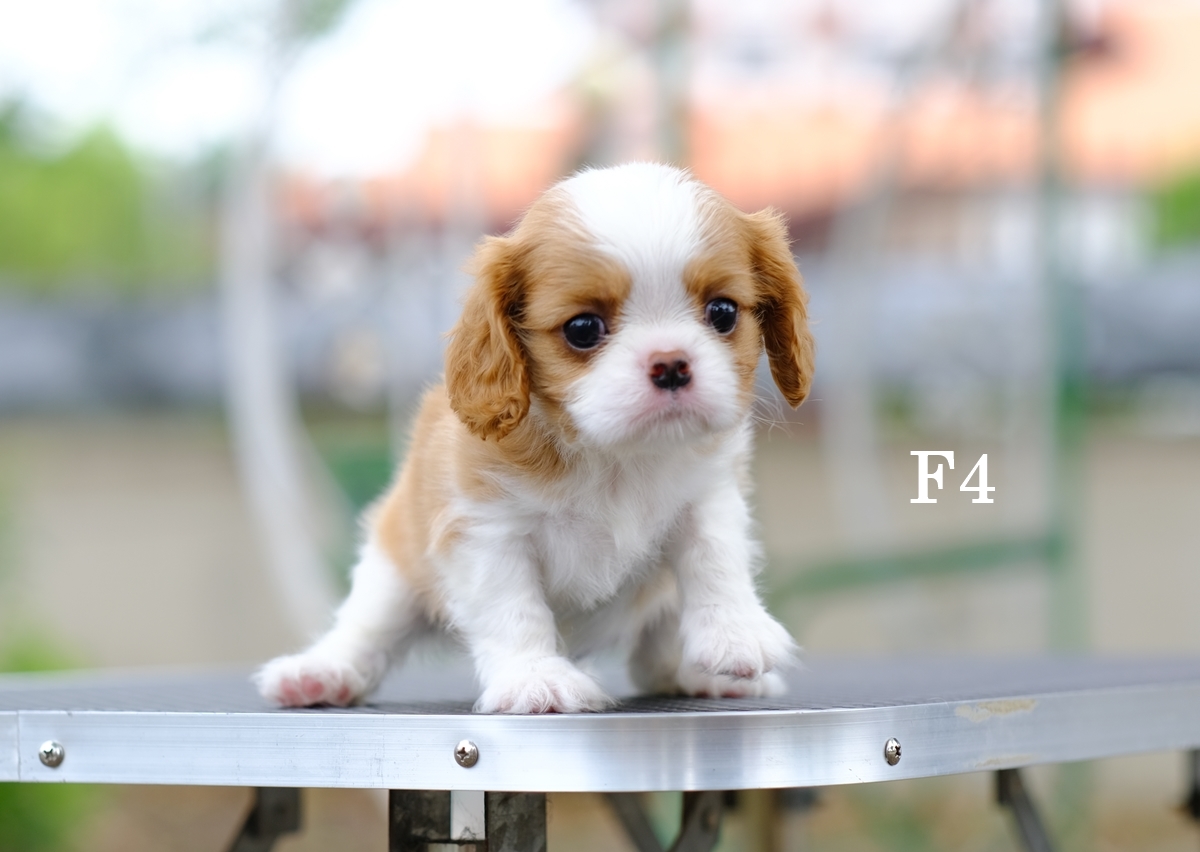 คาวาเลียร์ เพศเมีย เกิดมาจากพ่อแม่นำเข้า หน้าตาน่ารัก แบ๊วๆ นิสัยขี้อ้อน ยิ้มเก่ง สายเลือดดี