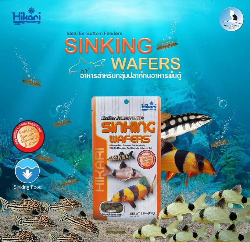 Hikari Sinking Wafers (อาหารปลาเม็ดจมน้ำ เกรดพรีเมี่ยม สำหรับปลาพื้นตู้)