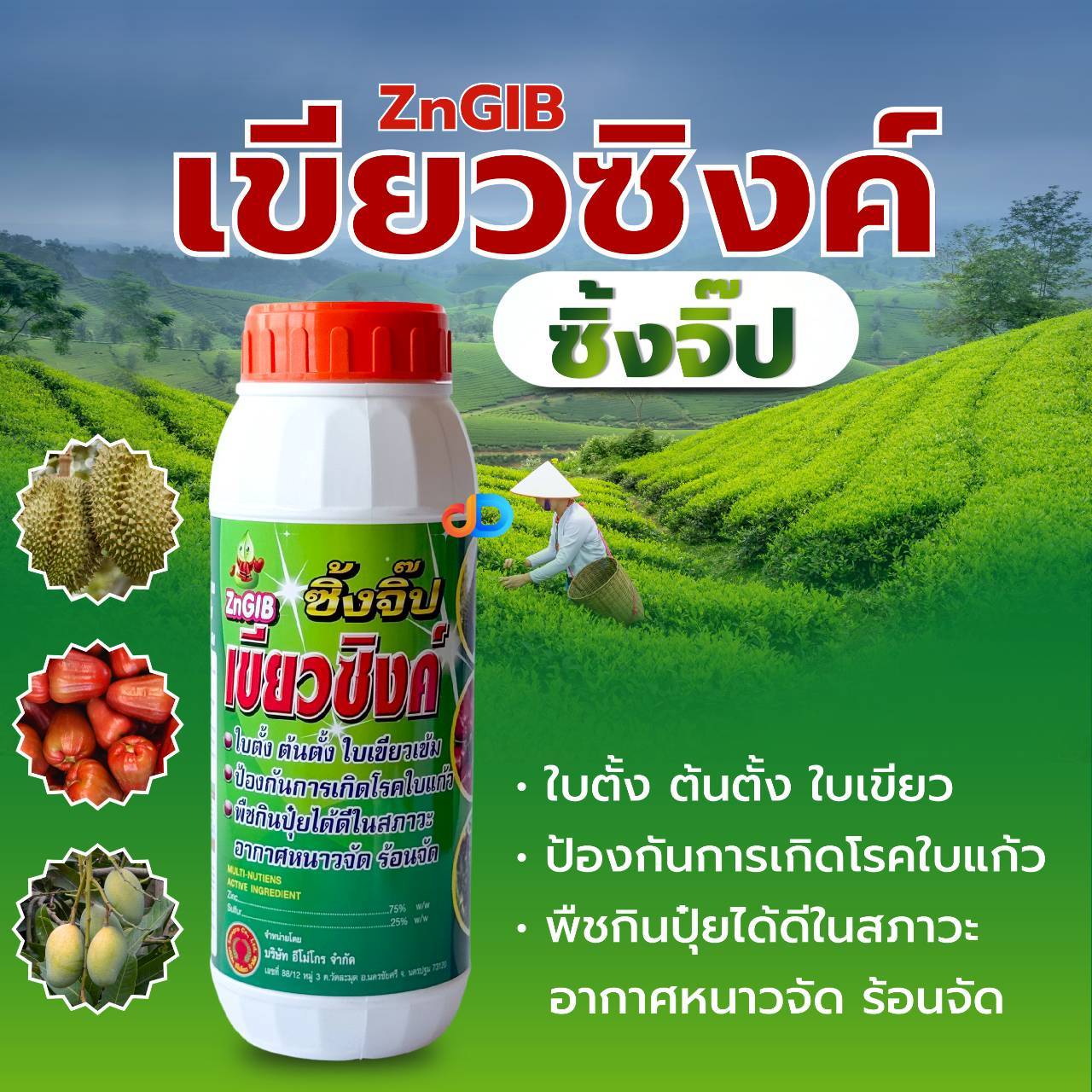 ซิ้งจิ๊ป-เขียวซิงค์ ธาตุสังกะสี ขนาด 1 ลิตร ใบตั้ง ต้นตั้ง ใบเขียวเข้ม ป้องกันการเกิดโรคใบแก้ว