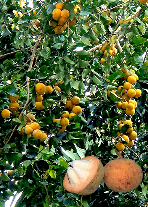 SANTOL (Sandoricum koetjape)