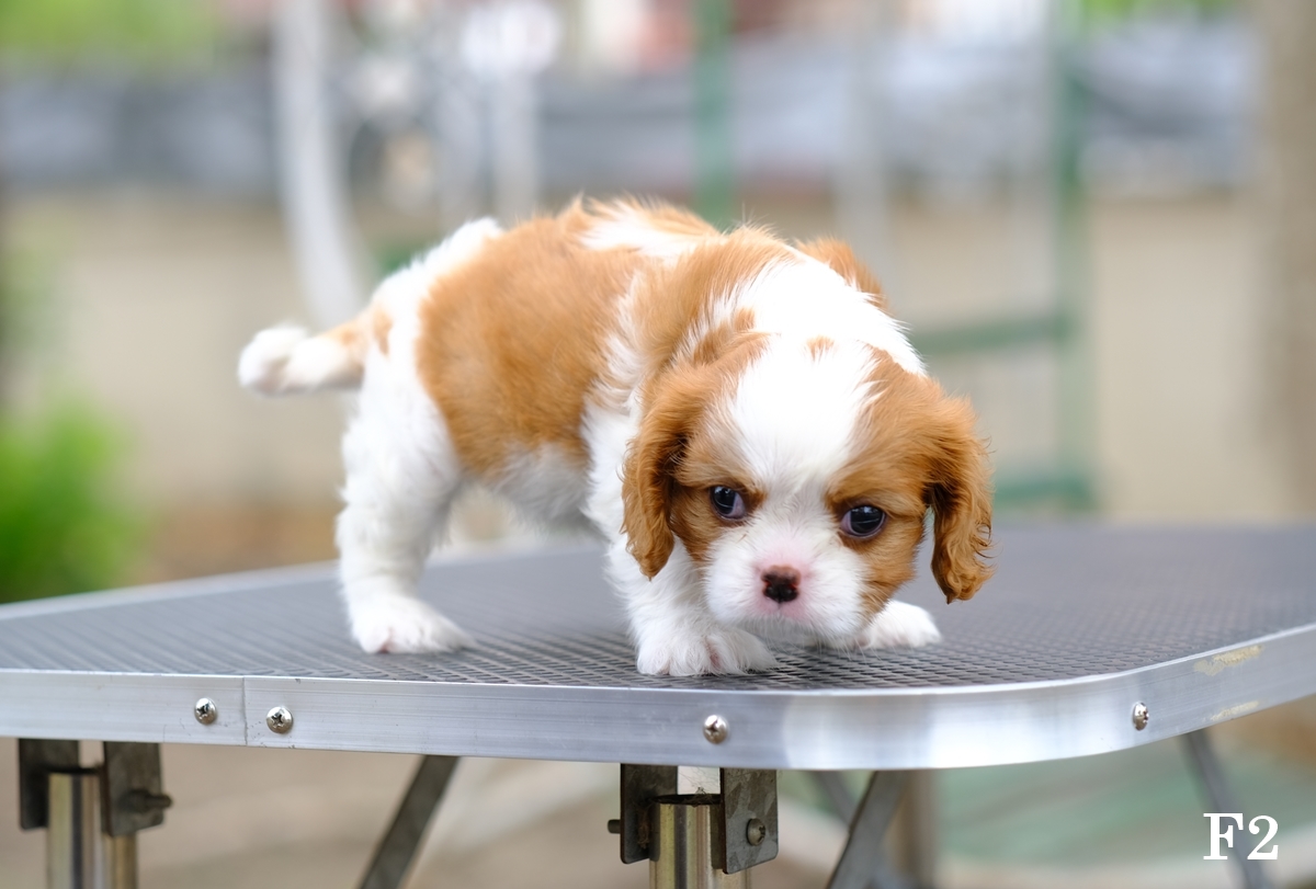 ลูกคาวาเลียร์ เพศเมีย เกิดมาจากพ่อแม่นำเข้า กะโหลกขา ขาใหญ่ นิสัยน่ารัก สายเลือดดี