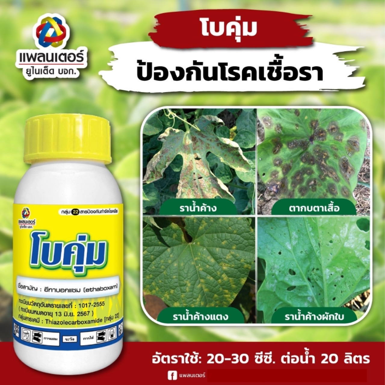 โบคุ่ม ขนาด 500 ซีซี ชื่อสามัญ : อีทาบอกแซม (Ethaboxam)10.4% W/V SC กลุ่มสารเคมี: Thiazolecarboxamide [กลุ่ม 22]