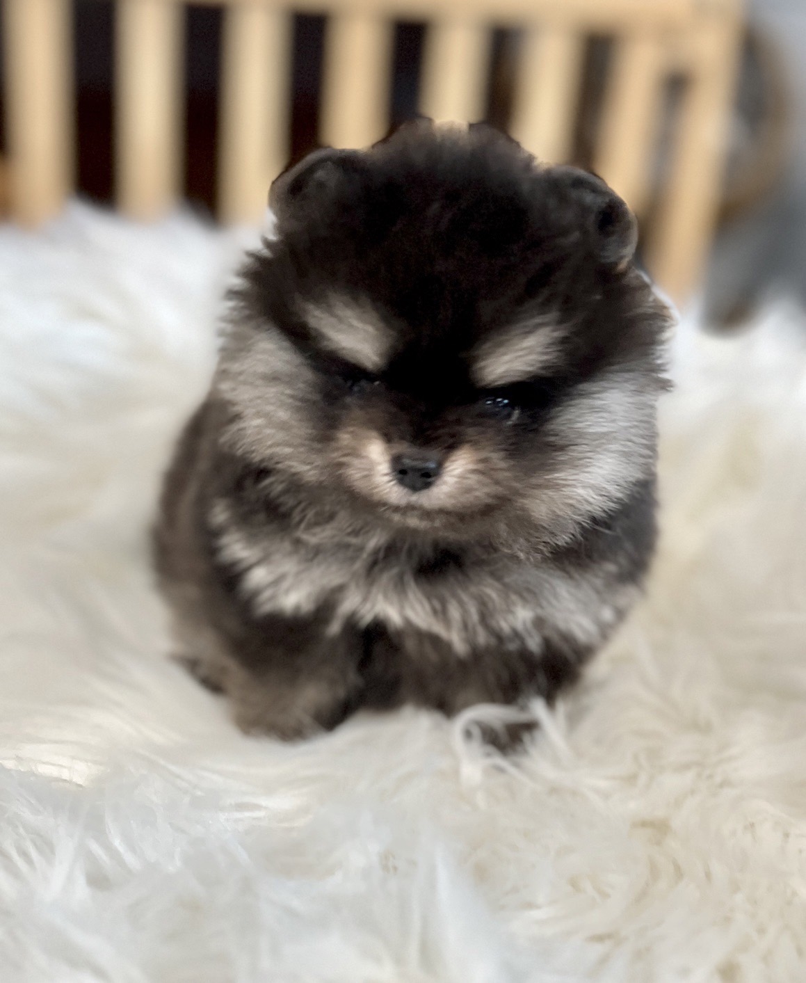 ปอมน่ารัก