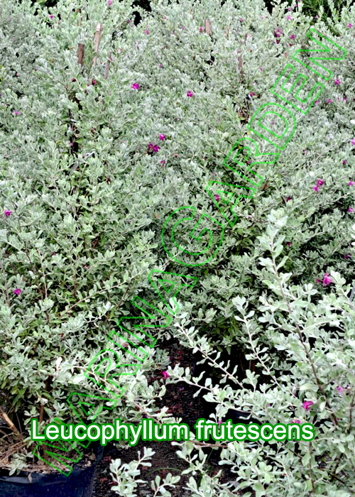 Leucophyllum-frutescens