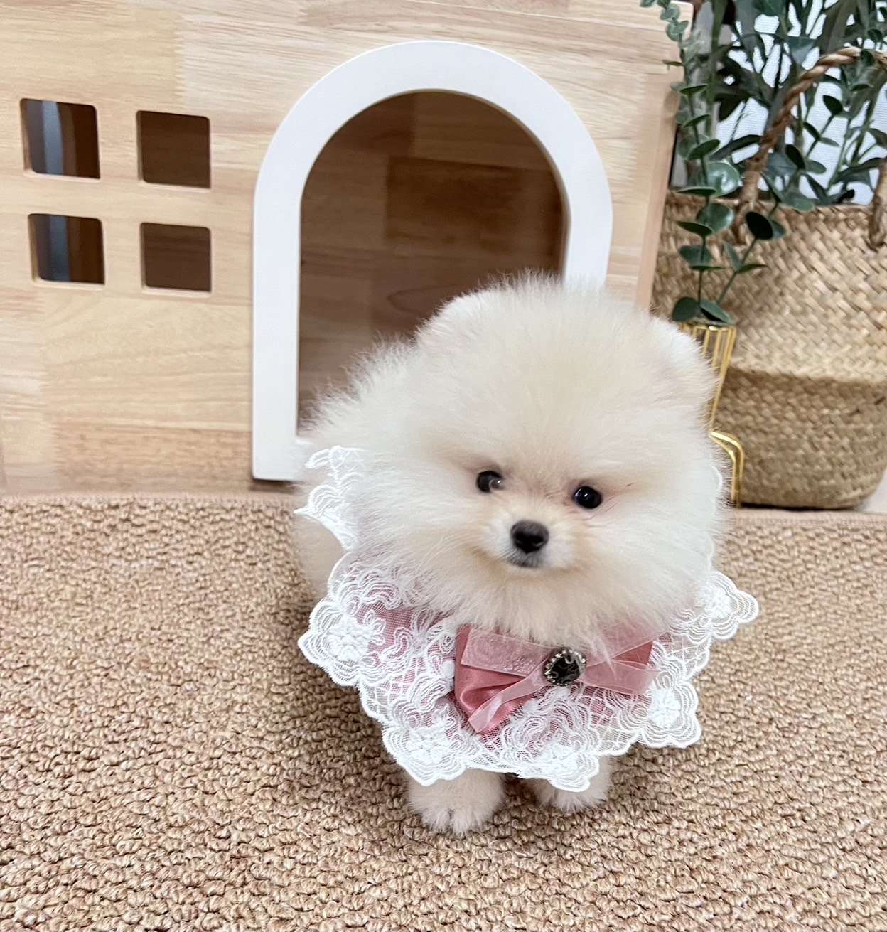 ขายหมาปอม ปอมหน้าหมีตัวเมียสีขาว