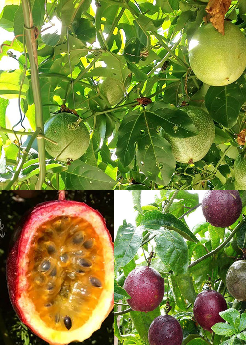 PASSION FRUIT (Passiflora edulis)