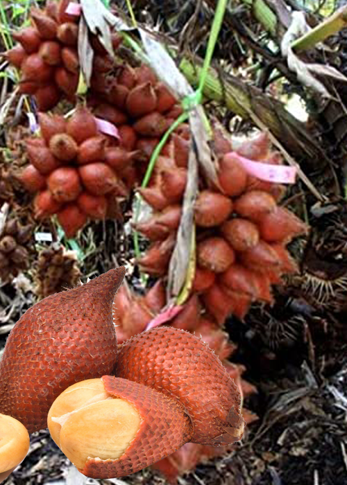 SALAK (Salacca zalacca)