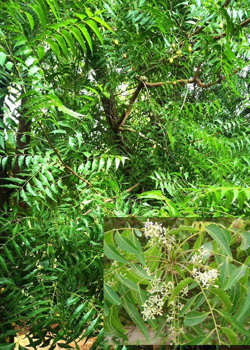 Azadirachta indica (Neem )