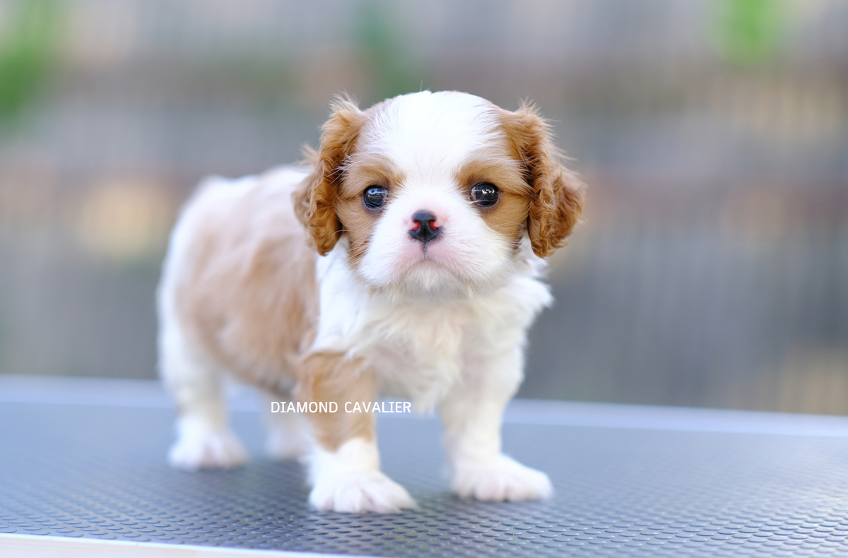 พร้อมจำหน่าย ลูกคาวาเลียร์ เพศผู้ เกิดมาจากพ่อแน่นำเข้า และมีตำแหน่งเป็นไทยแชมป์ทั้งพ่อและแม่ สายเลือดดี สุขภาพสมบูรณ์แร็ง กินเก่งเลี้ยงง่าย ใครต้องการสุนัขคาวาเลียร์สายพันธุ์ดีๆ พลาดไม่ได้ค่า