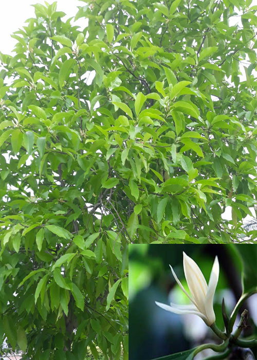 Magnolia × alba (White Champaca)