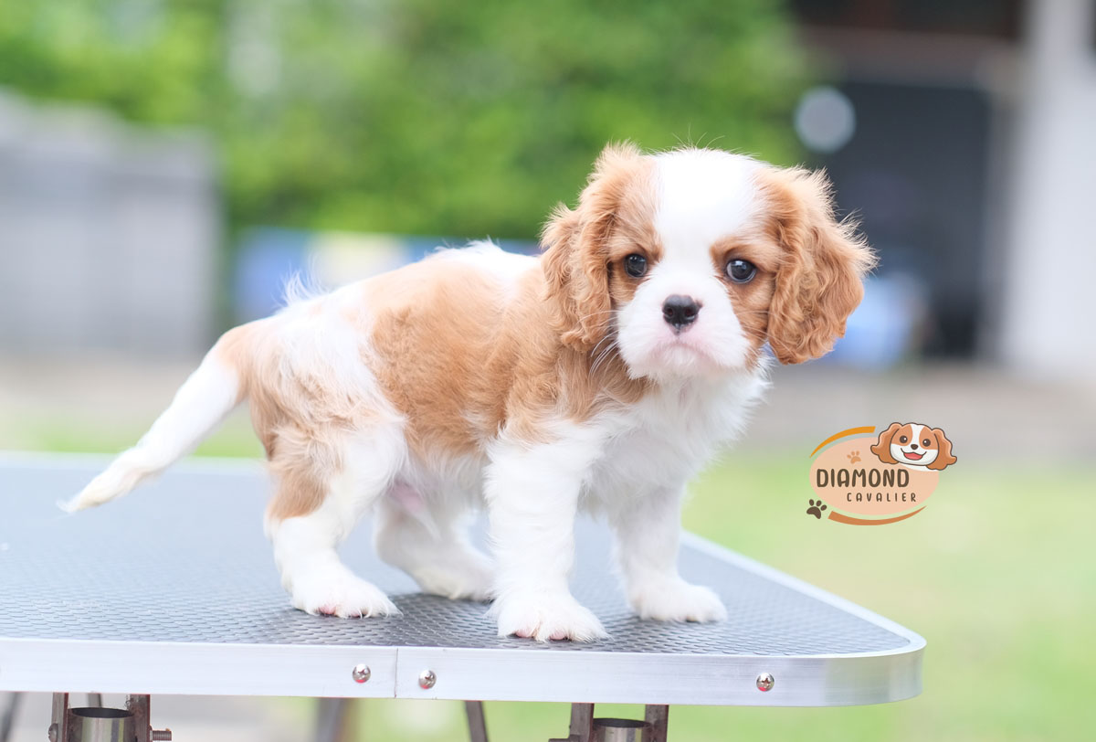 คาวาเลีย , เพศผู้ เกิดมาจากพ่อแม่นำเข้า กะโหลกใหญ่ สีเข้มสวย ร่าเริงวิ่งเล่นเก่ง สายเลือดดี