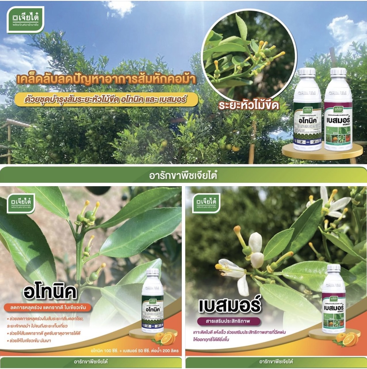 ชุดบำรุงส้มระยะหัวไม้ขีด อโทนิค 1L + เบสมอร์ 1 L ลดการหลุดร่วง แตกรากดี ใบเขียวเข้ม