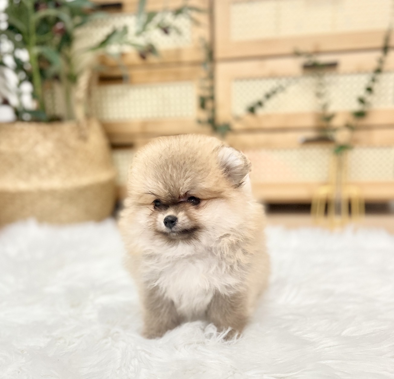 น้องปอมหน้าหมี สีส้ม เพศหญิง