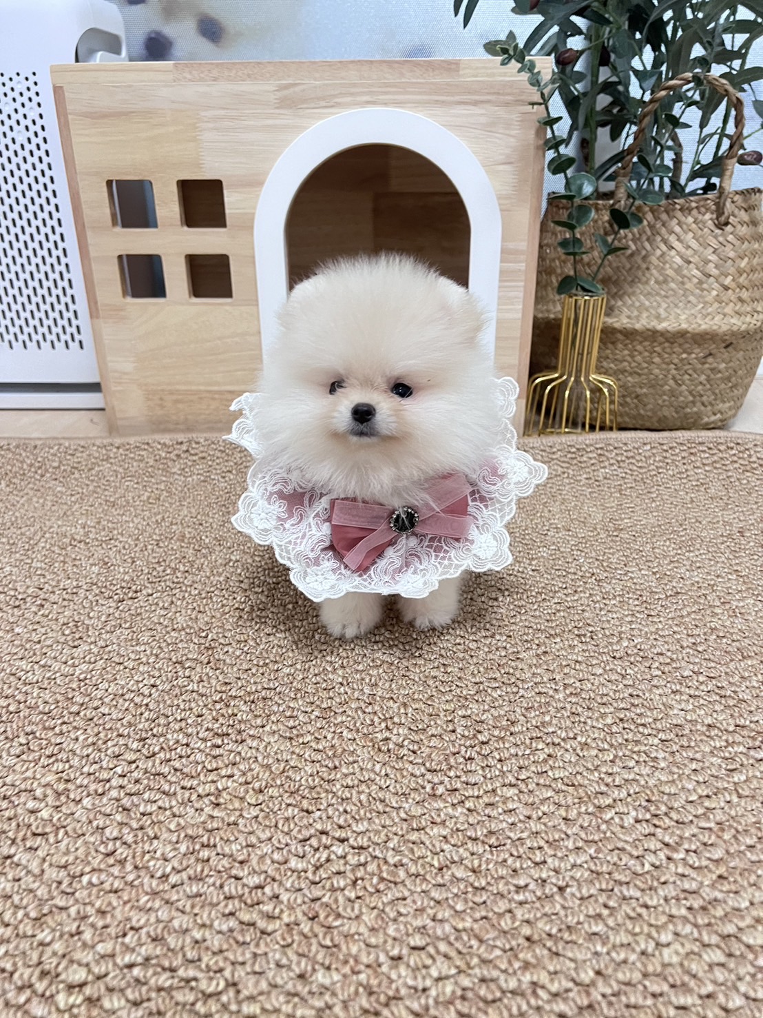 ปอมแท้ตัวผู้สีขาวครีม ขายหมาปอมหน้าหมี