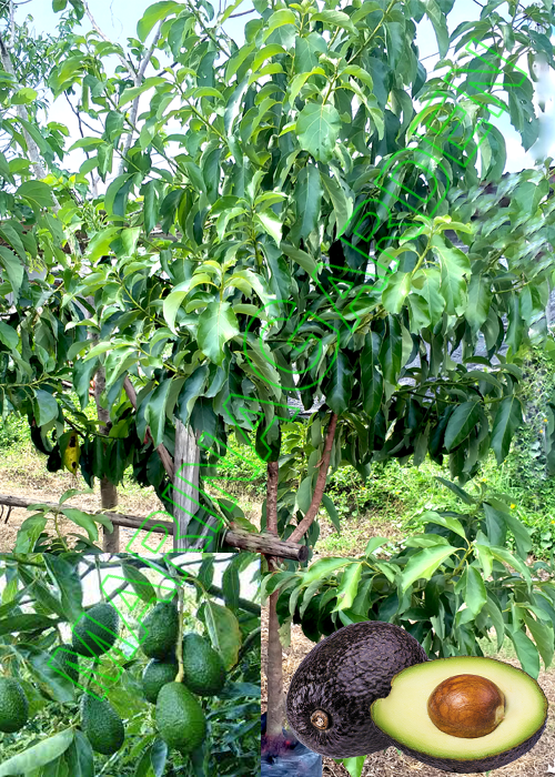 AVOCADO (Persea americana Mill)