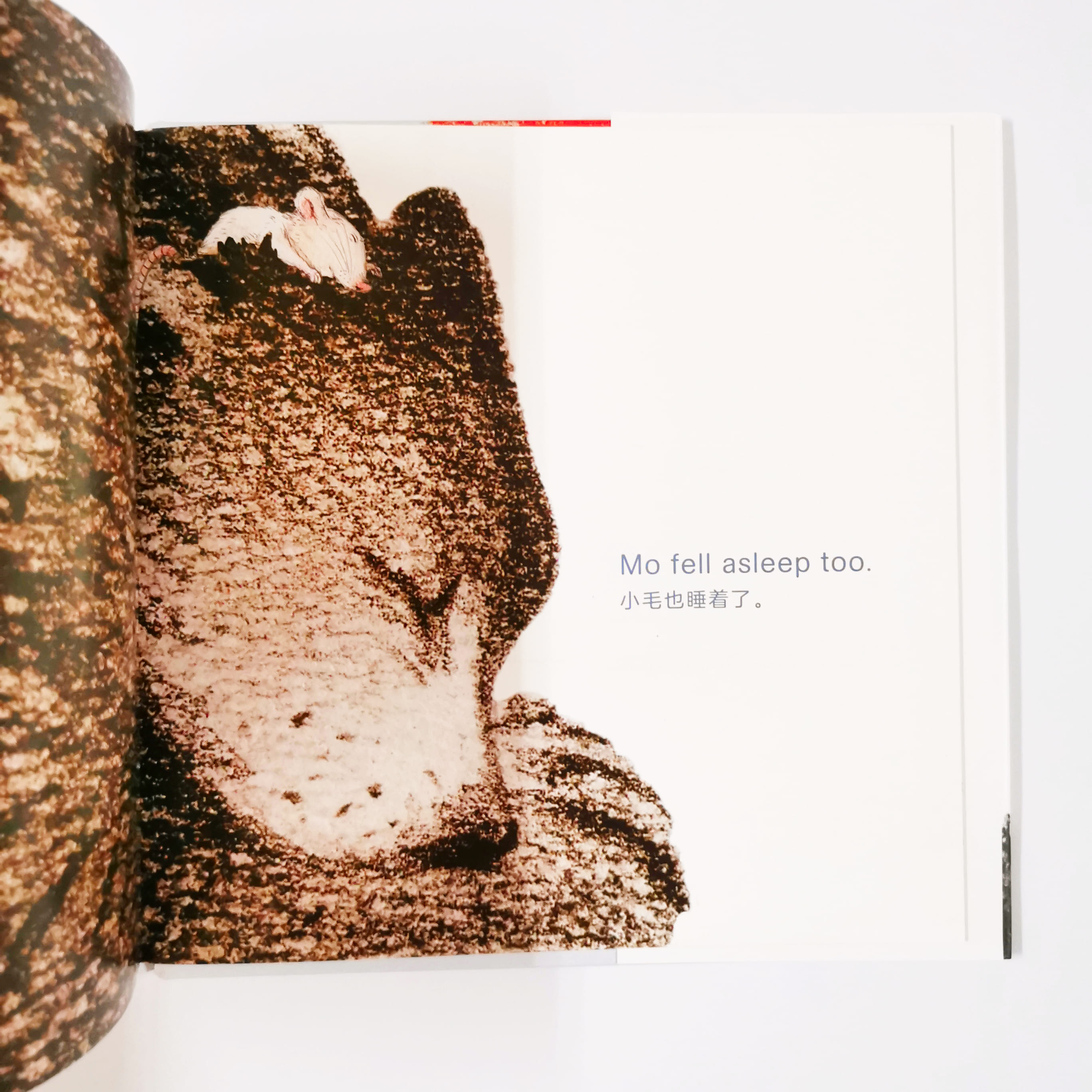 Mo and Beau 小毛和大宝