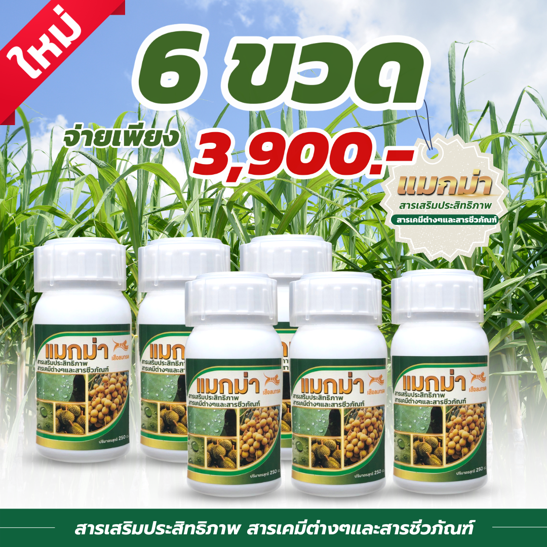 แมกม่า ขนาด250ซีซี 6ขวด