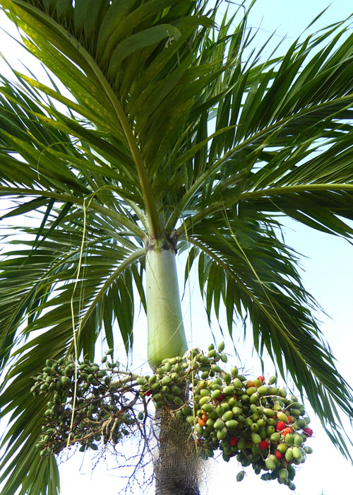 Adonidia merrillii (Manila Palm)