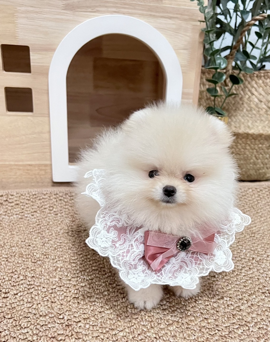 ขายหมาปอม ปอมหน้าหมีตัวเมียสีขาว