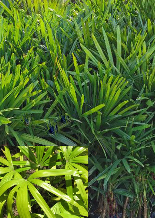 Rhapis subtilis (Lady Palm)