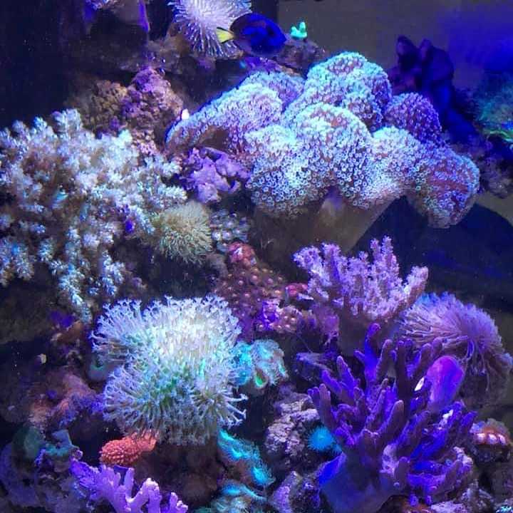 Marinium REEF KH 250 ml.(น้ำยาสำหรับปรับ KH ค่าอัลคาไลน์ในน้ำทะเล ช่วยลดการเปลี่ยนแปลงของ pH)