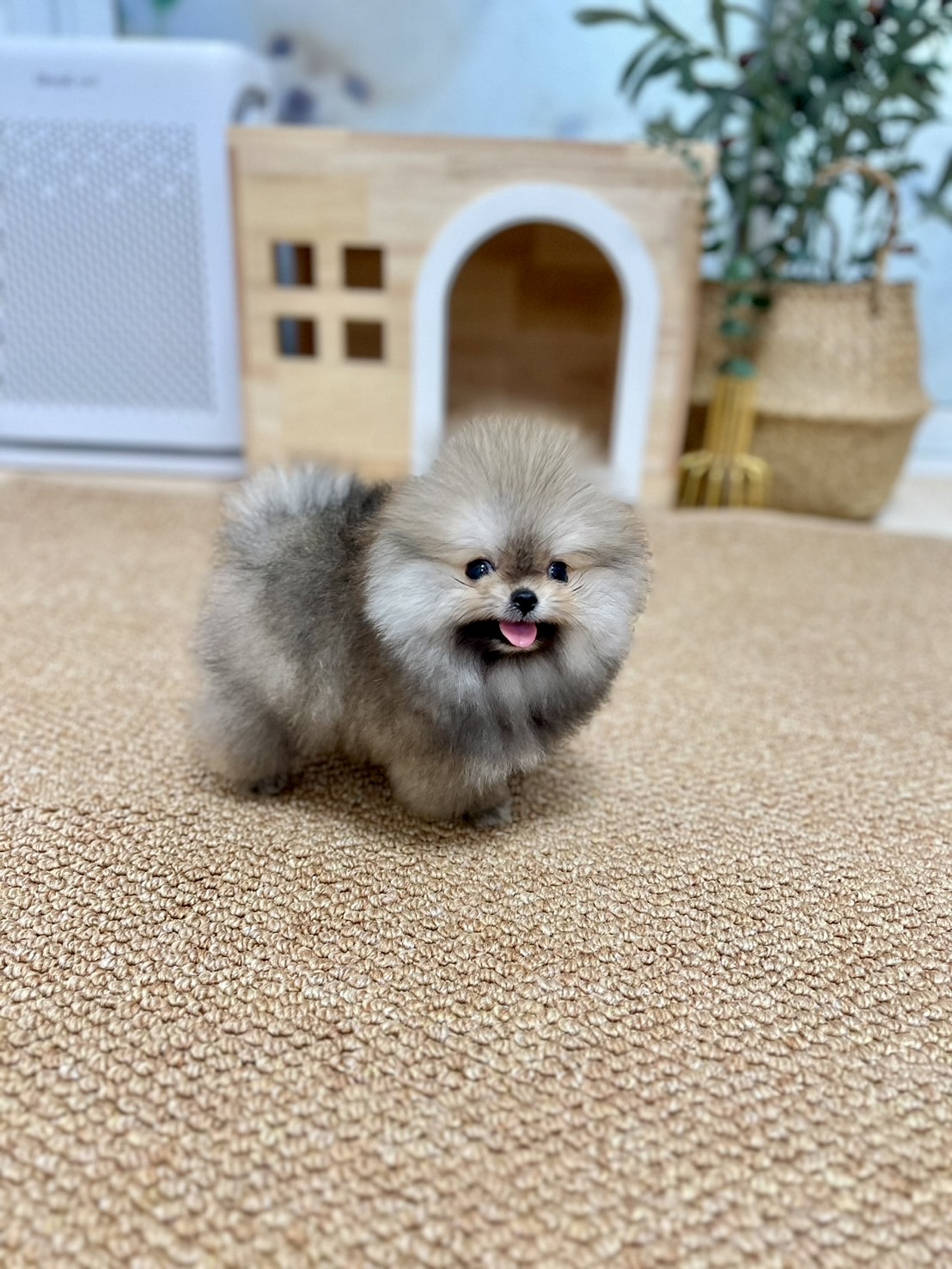 ขายปอมหน้าหมีตัวเมีย