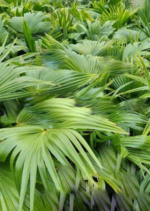 Livistona chinensis (Chinese Fan Palm)
