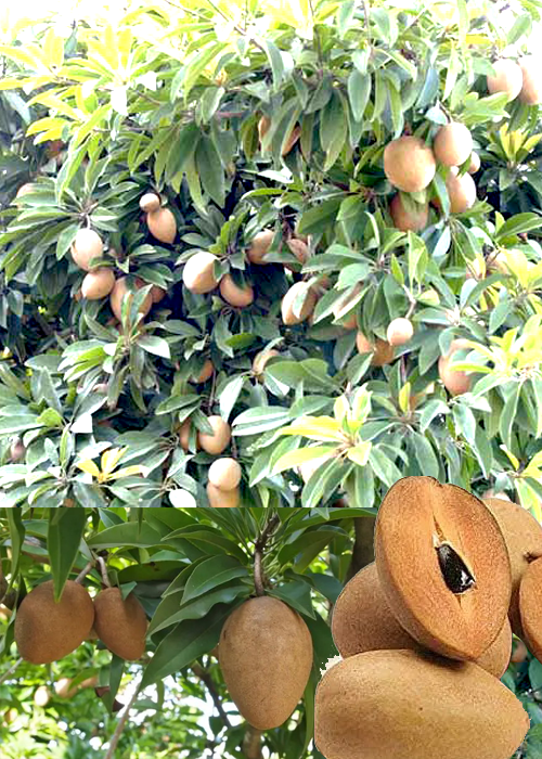 SAPODILLA - Chiku (Manilkara zapota (L.) P.Royen)
