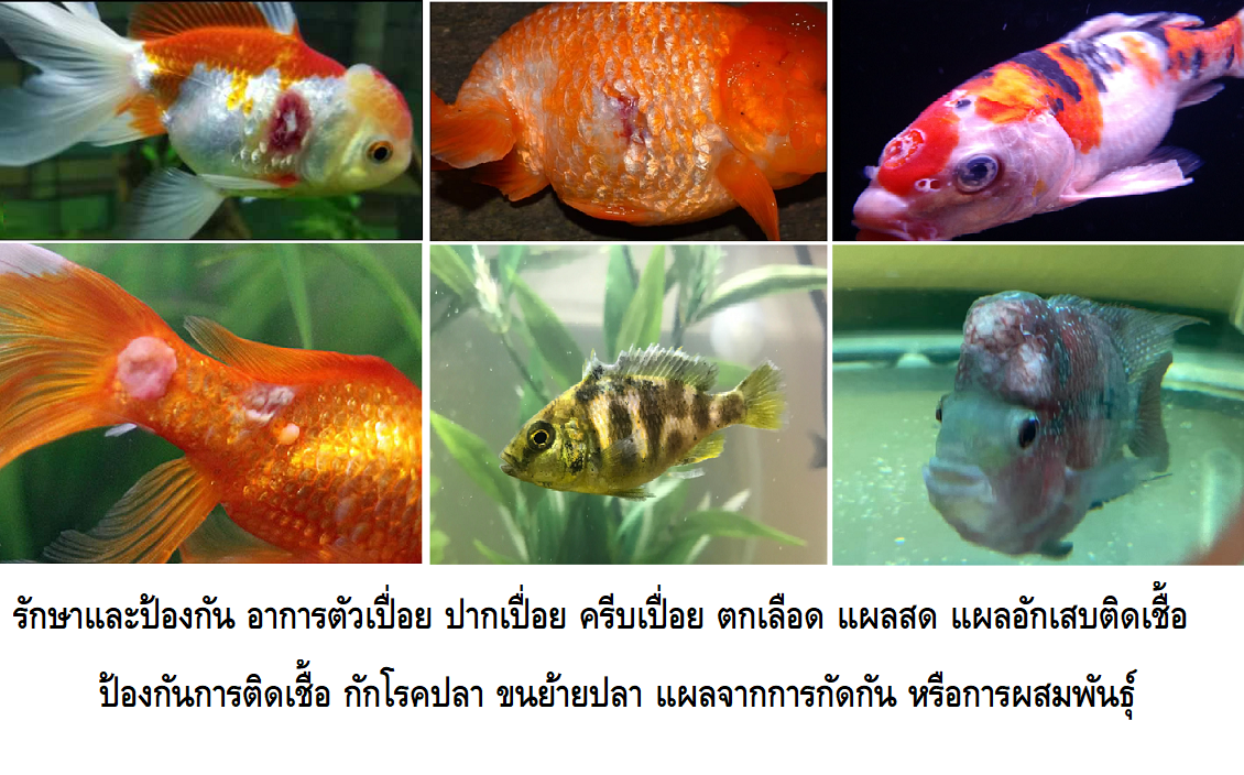 FUNGAZOL CURE CAPSULES (รักษา ครีบเปื่อย ตัวเปื่อย ตาฝ้า ครีบหางกร่อน แผลตามตัว ตกเลือด เมือกตามตัว)