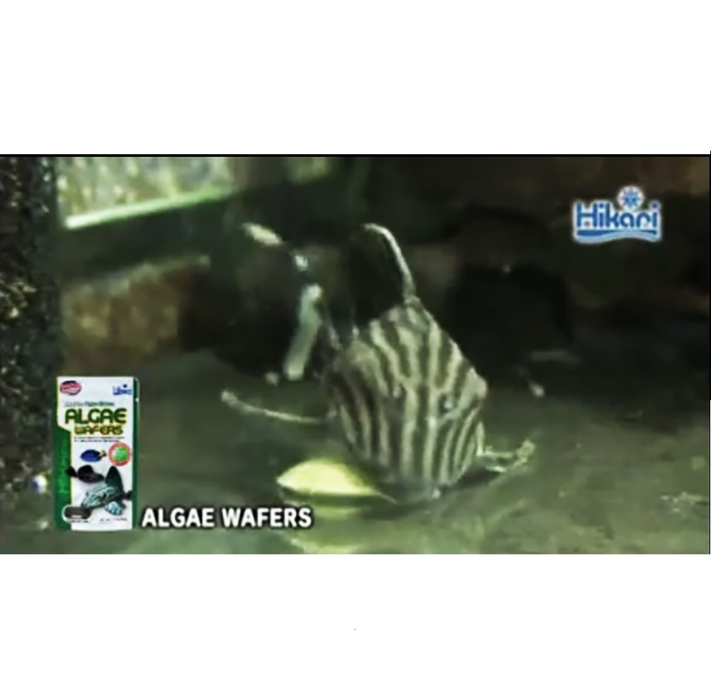 Hikari Algae Wafers (อาหารสำหรับปลาพื้นตู้ และปลาทะเล สูตรผสมสาหร่าย)