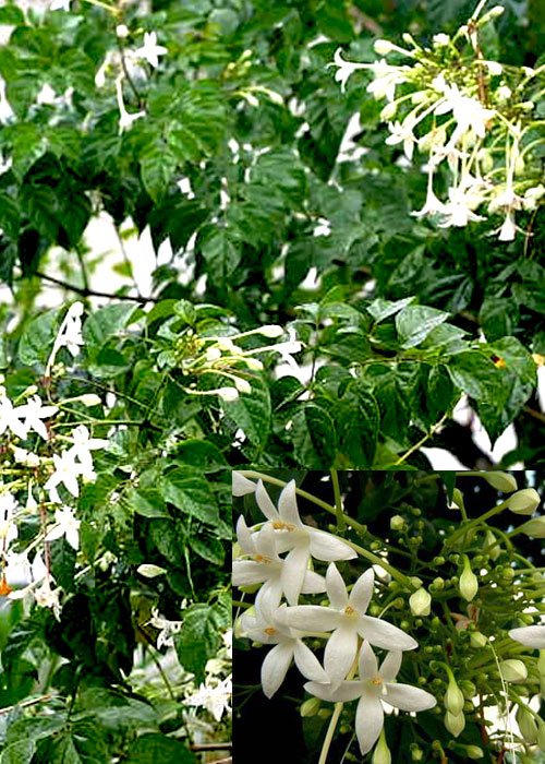 Millingtonia hortensis ( Tree Jasmine)