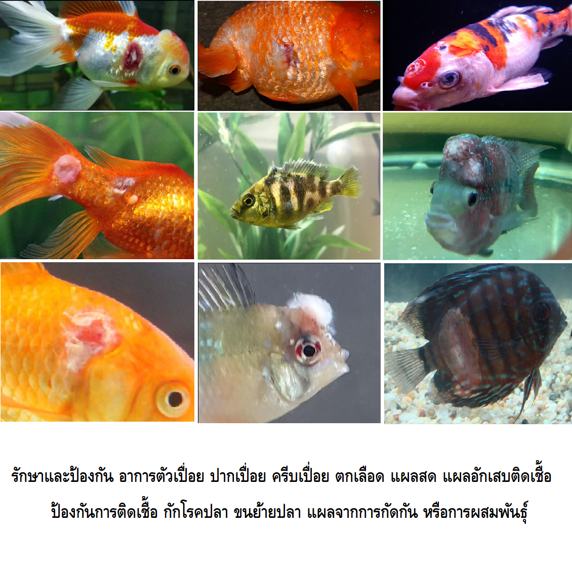 MS ROYAL DIAMOND MALACHITE GREEN F(มาลาไคท์ สูตรใหม่ เข้มข้น ฆ่าเชื้อโรคในน้ำ ป้องกันและรักษา เน่าเปื่อย จุดขาว ตกเลือด)