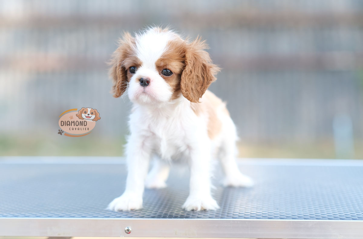 คาวาเลีย , เพศเมีย เกิดมาจากพ่อแม่นำเข้า กะโหลกใหญ่ สีเข้มสวย ร่าเริงวิ่งเล่นเก่ง สายเลือดดี