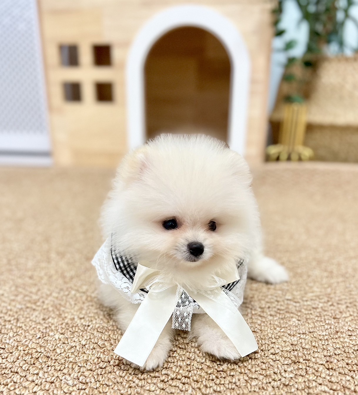 ปอมแท้ตัวผู้สีขาวครีม ขายหมาปอมหน้าหมี