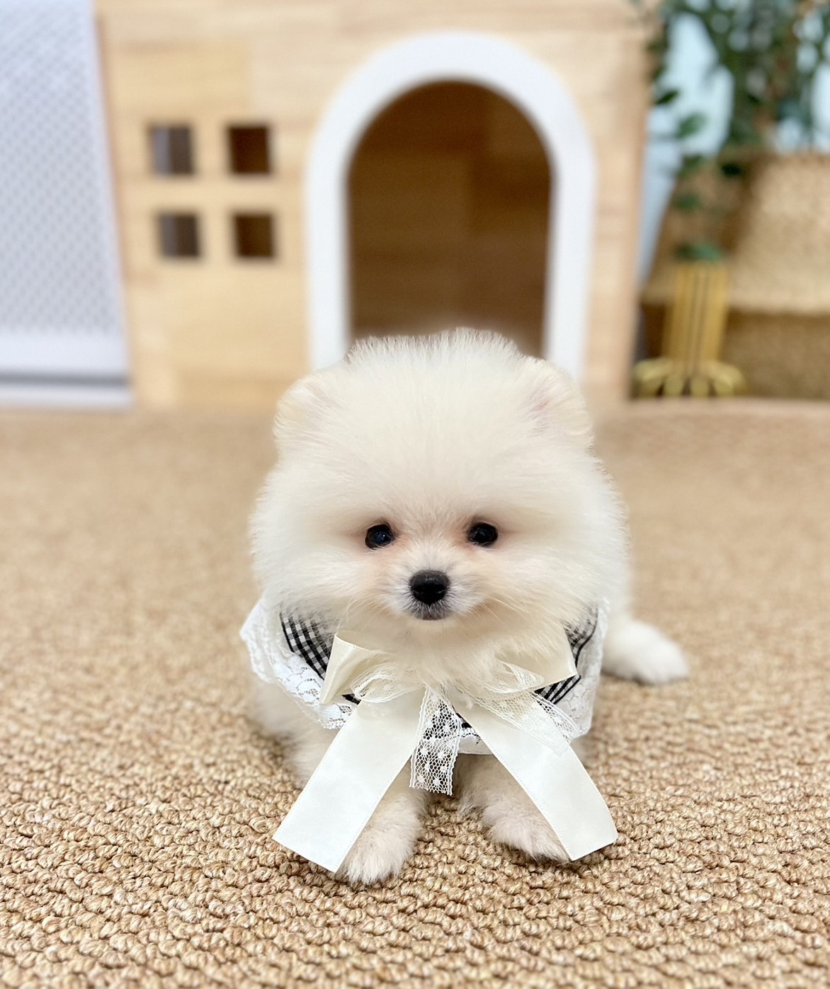 ปอมแท้ตัวผู้สีขาวครีม ขายหมาปอมหน้าหมี