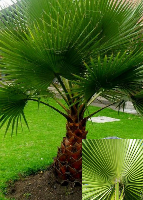 Washingtonia filifera (Petticoat Fan Palm)
